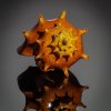 Fancy Crackle Shell - Image 2