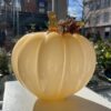 Cinderella Apricot Pumpkin
