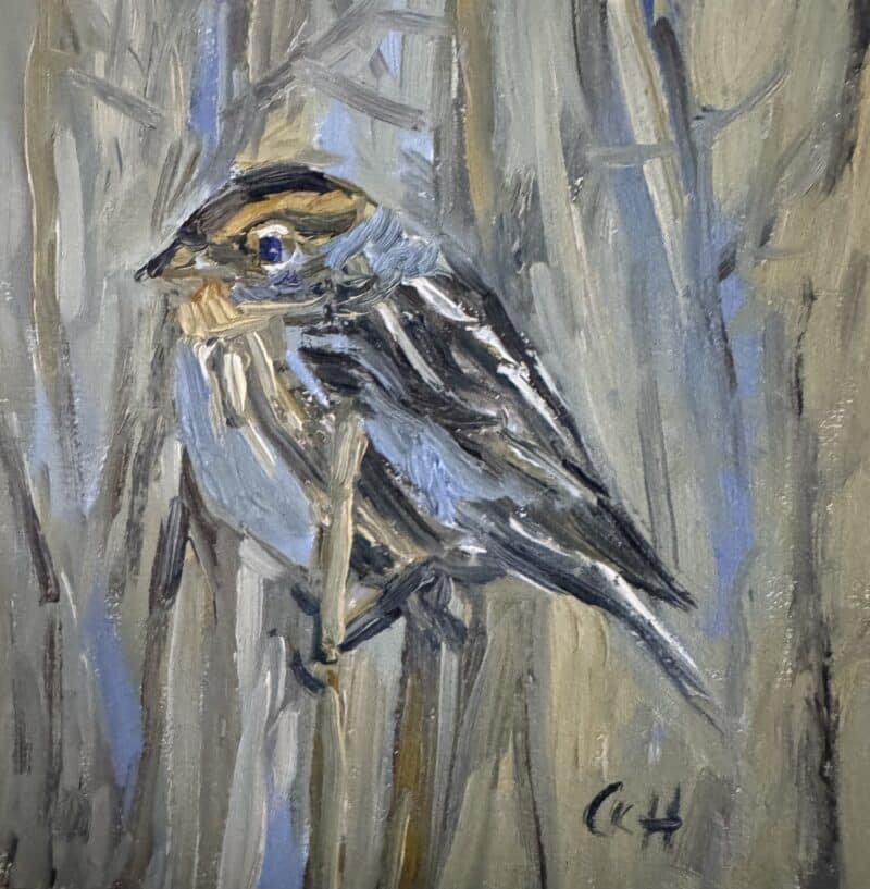 Chipping Swallow