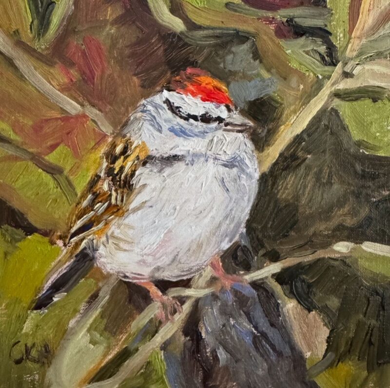 Chipping Sparrow