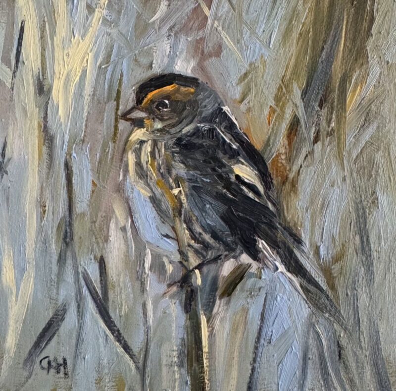 Marsh Wren