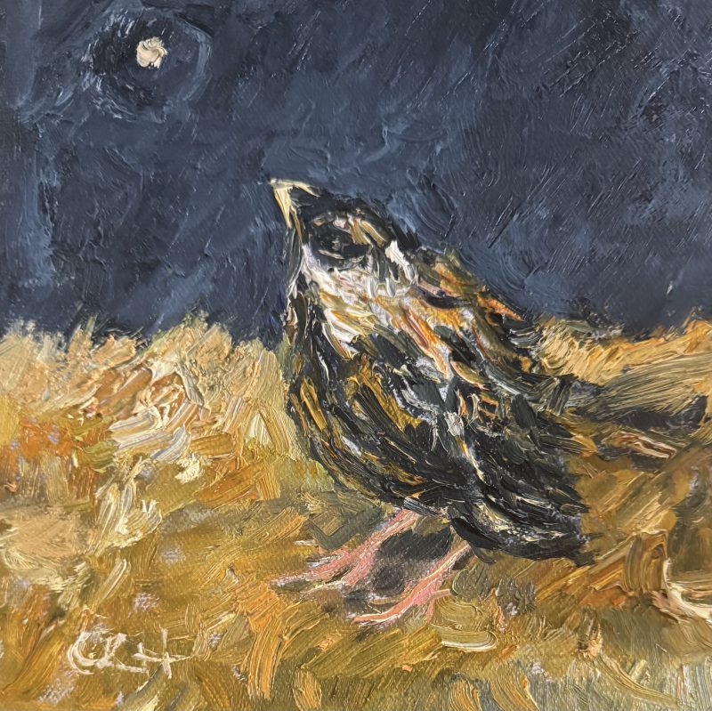 Baby Song Sparrow Under the Moon